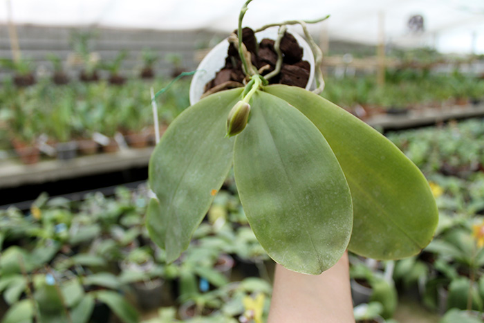 Phalaenopsis Jennifer Palermo (C1 type) x Phalaenopsis LD's Bear Queen.jpg