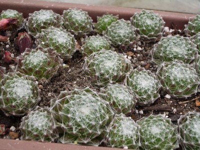 Sempervivum arachnoideum - мало того, что сама розетка этого<br />растения затянута настоящей паутиной, так оно по весне еще и<br />распускает щупальца-отводки, с новыми розетками на концах. Вот так и<br />размножаемся :).