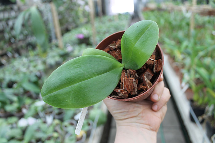 Phalaenopsis gigantea x Yaphon Sir.jpg
