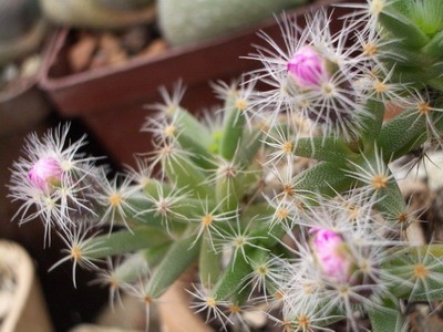 Trichodiadema densum - самая распространенная из этого рода, но от<br />этого не менее красивая и интересная. Из ее подземных переплетенных<br />каудексов можно сформировать очень красивый бонсай, приподнимая ее каждый раз при новой<br />пересадке.