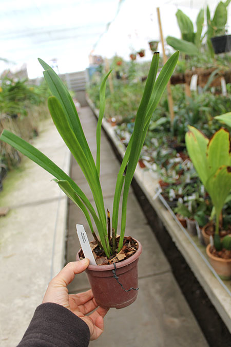 Dracula houtteana.jpg