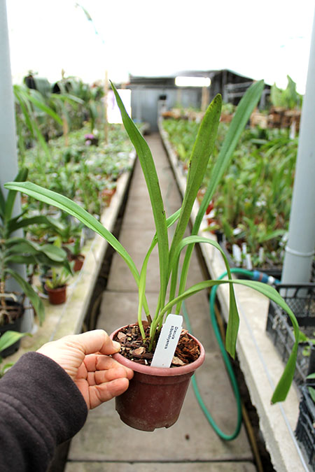 Dracula sibundoyensis.jpg