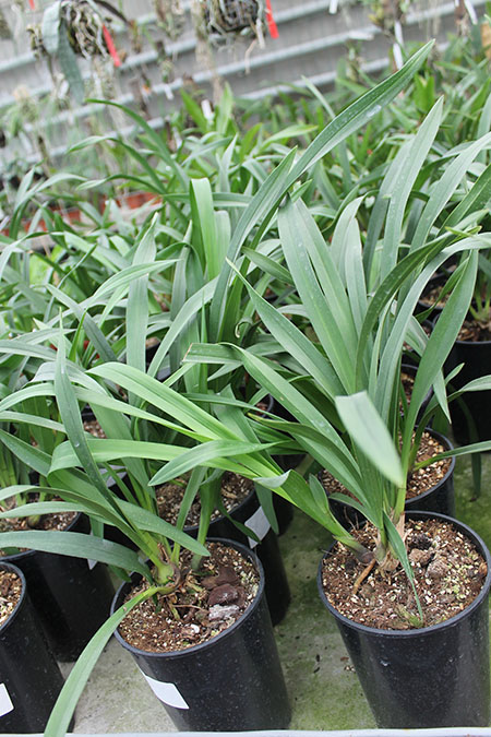 Cymbidium Kiwi Midnight.jpg