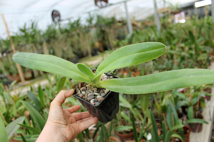 Paphiopedilum Michael Koopowitz x sanderianum.jpg