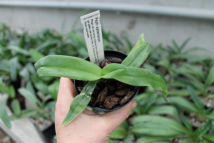 Paphiopedilum spicerianum.jpg