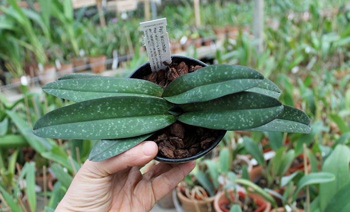 Paphiopedilum leucochilum.jpg