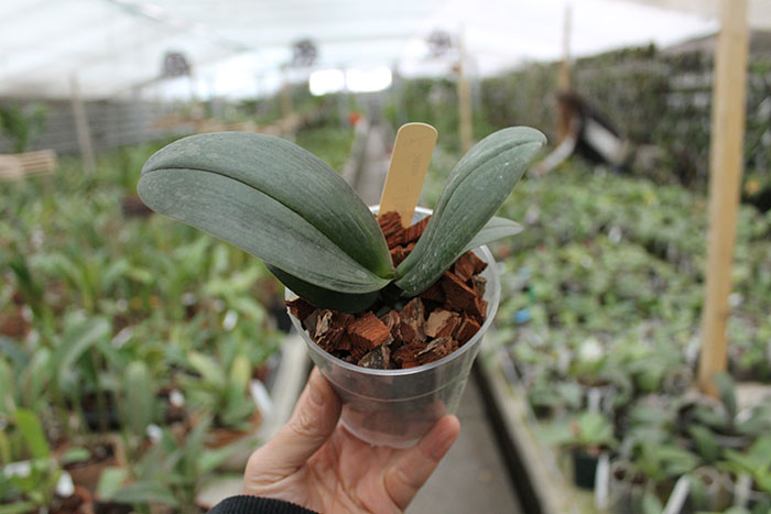 Sentra x Black Eagle.jpg