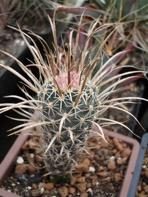 Toumeya papyracantha - да еще и в бутонах! Cама не<br />нарадуюсь :)