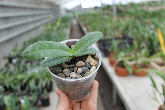 In Charm White+godefroyae.jpg