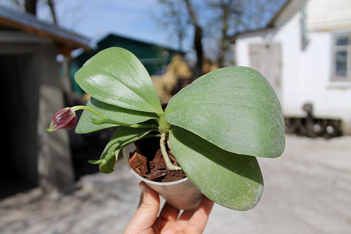 Phalaenopsis bellina '#22' x Ld's Bear Queen '#1'.jpg
