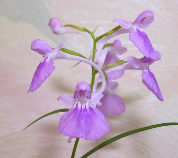 IMG_8279 Ponerorchis graminifolia Red..jpg