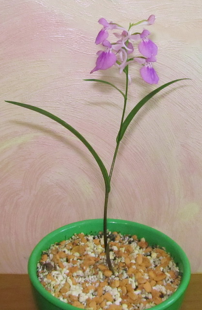 IMG_8273 Ponerorchis graminifolia Red.jpg