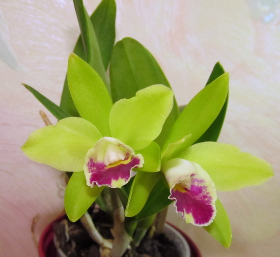 IMG_8283 Prosrhyncholeya Chief Green River.jpg