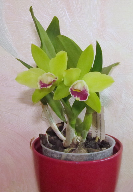 IMG_8281 Prosrhyncholeya Chief Green River.jpg