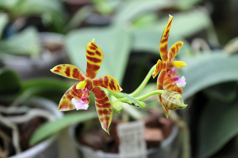 Phalaenopsis Little Leopard (mariae x cornu-cervi).jpg