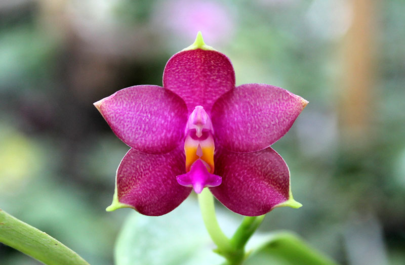 Phalaenopsis Ld's Bear King x violacea indigo.jpg