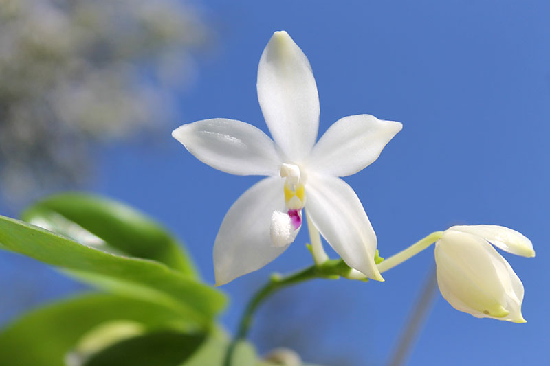 Phalaenopsis speciosa.jpg