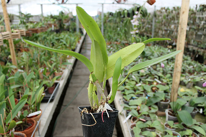 Cattleya labiata coerulea 'Bastiao' x Cattleya labiata coerulea 'Lourival'.jpg