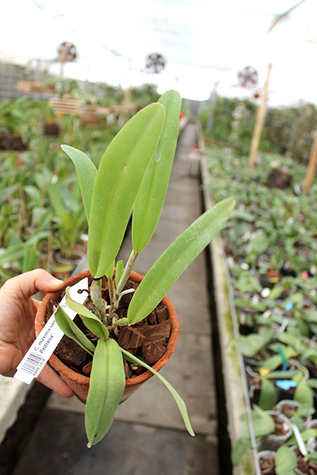 Cattleya maxima semi-alba 'La Pedrena'.jpg