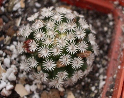 Mammillaria hernandesii - одна из самых крупноцветковых. При таком<br />небольшом размере, покрываясь венком цветков, она становится<br />практически не видна.