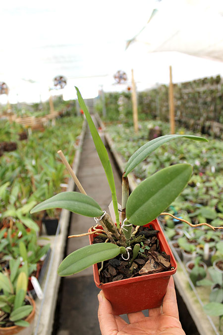 Cattleya maxima rubra 'Peruana' x SELF.jpg