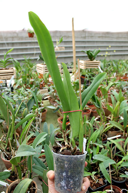 Cattleya maxima var coerulea.jpg