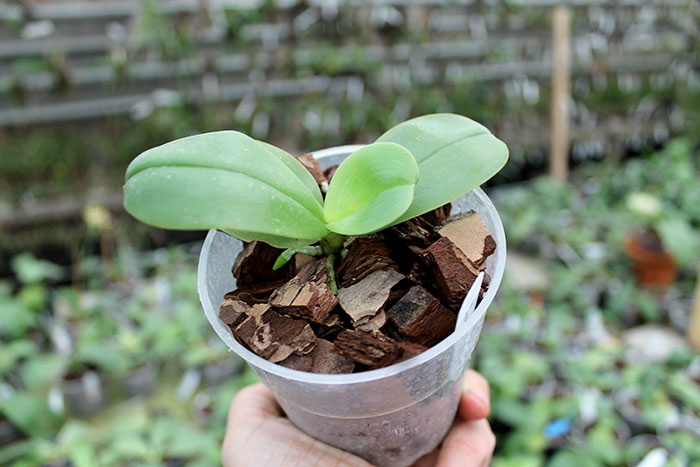 Phalaenopsis violacea 'Blue Indigo'.jpg