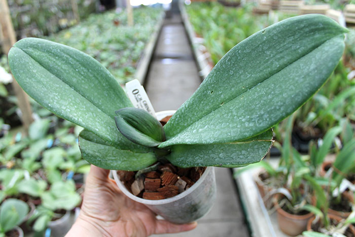 Doritaenopsis Taiwan Red Cat 'Red Cat'.jpg