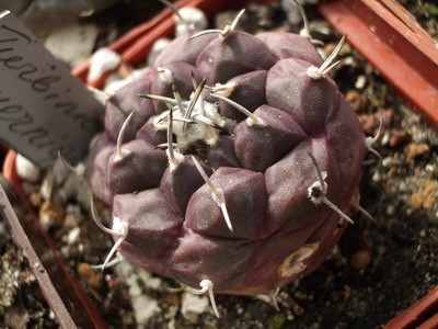 Turbinicarpus jauernigii - такой цвет характерен для него при любом<br />солнце, но понятно, что чем больше, тем лучше.