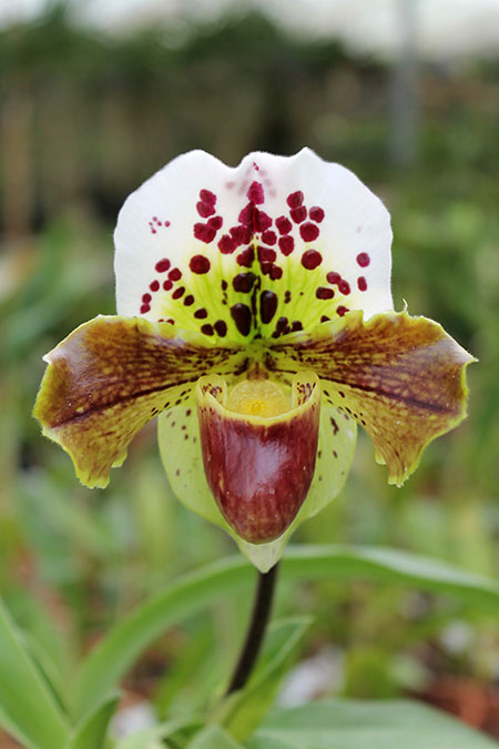 Paphiopedilum Morgana Spots x Mingo.jpg