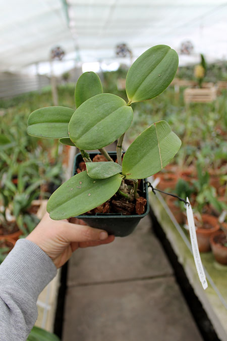 Cattleya Brabantiae 'Banderantes'.jpg