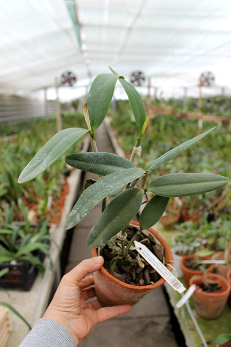 Cattleya intermedia semi alba-orlatao 'Fusae' x Cattleya intermedia pelorica 'Rabo de Pavao'.jpg