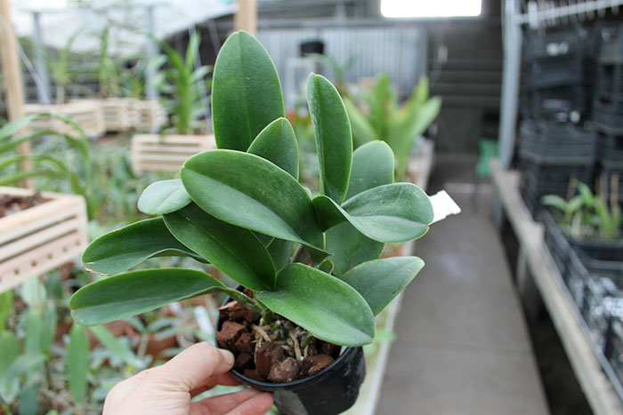 Brassolaeliocattleya Nell Hammer.jpg