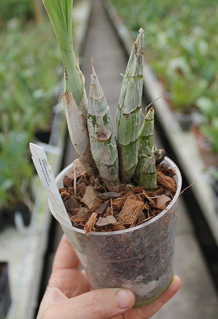 Catasetum macroglossum.jpg