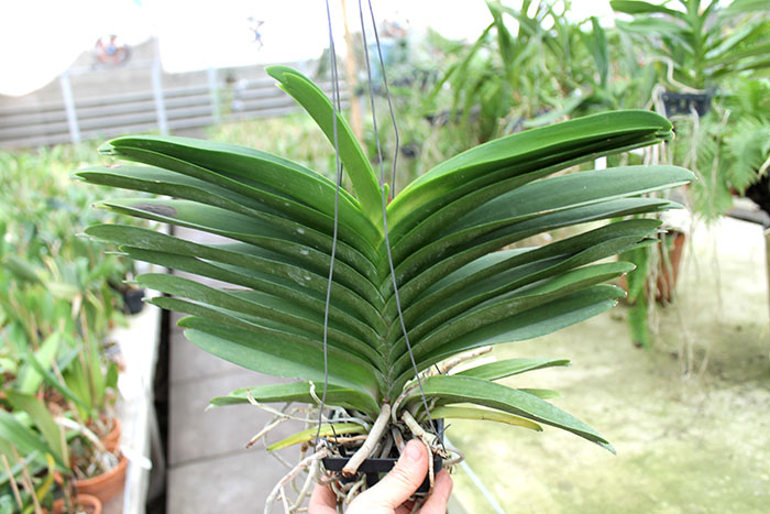 Vanda Robert Delight 'Ink Star'.jpg