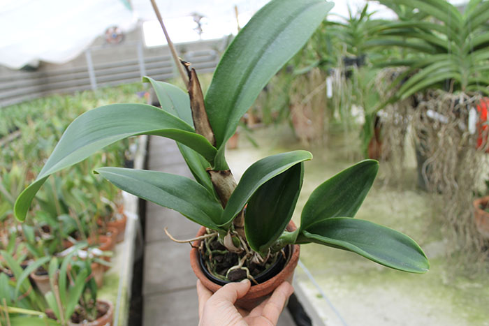 Brassolaeliocattleya Haadyai Delight 'Bangprom Gold'.jpg