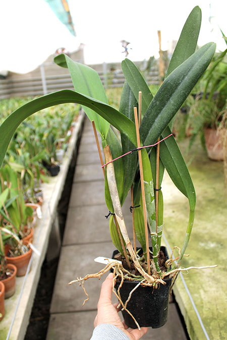 Laelia purpurata estriata suave 'AWZ' x Laelia purpurata estriata suave 'Pedra Azul'.jpg
