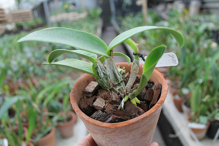 Cattleya walkeriana 'Edward' x nobilior coerulea 'Pledge'.jpg