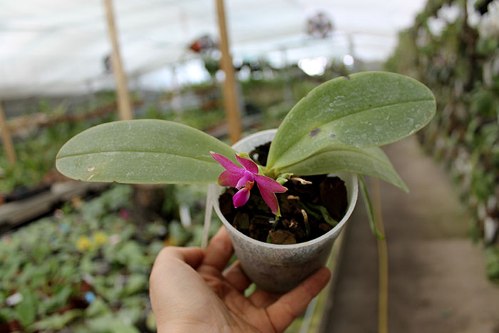 Ld's Bear King x violacea indigo.jpg