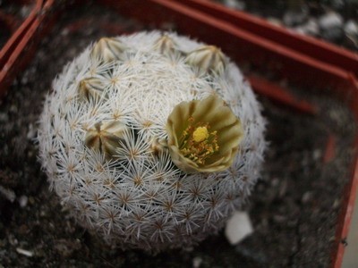 Mammillaria magalanii SB 143 одной из первых встречает весну.<br />Причем цвести начинает с минимального размера, да и вообще<br />миниатюра.