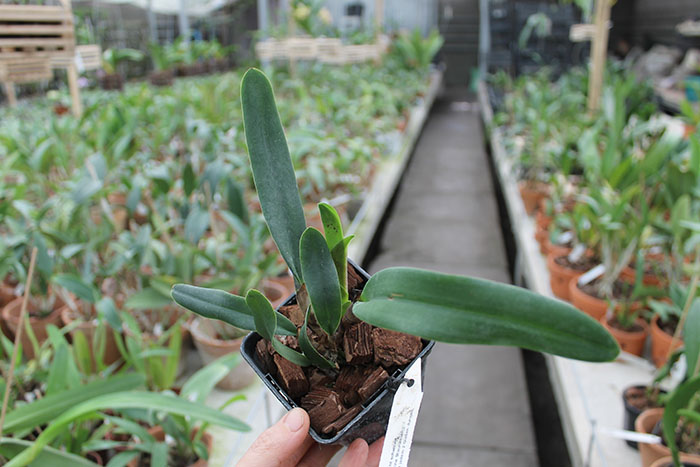 Laelia jongheana alba.jpg