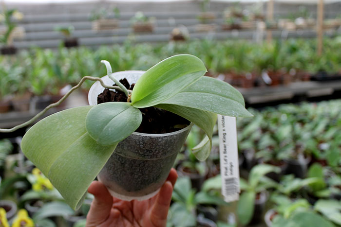 Ld's Bear King x violacea indigo.jpg