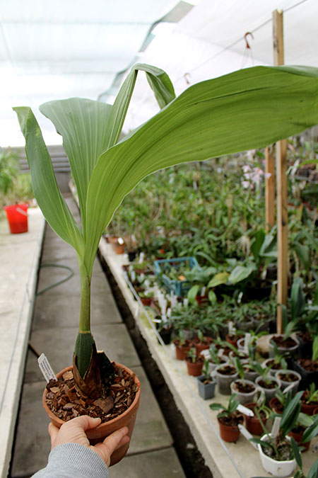 Anguloa virginalis.jpg