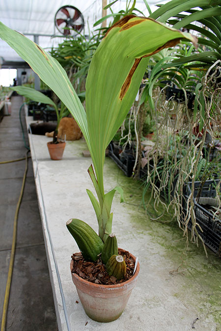 Anguloa clowesii.jpg