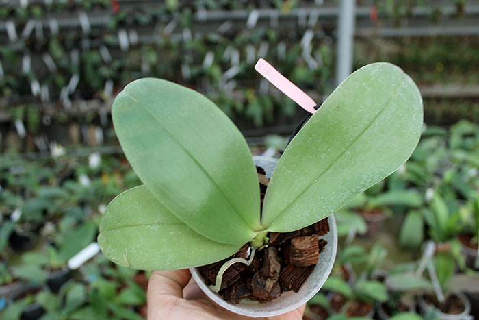 Phalaenopsis KS Happy Eagle #3 x bellina blue.jpg