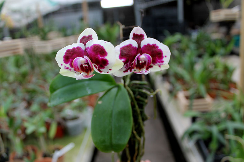 Phalaenopsis Golden Peoker.jpg