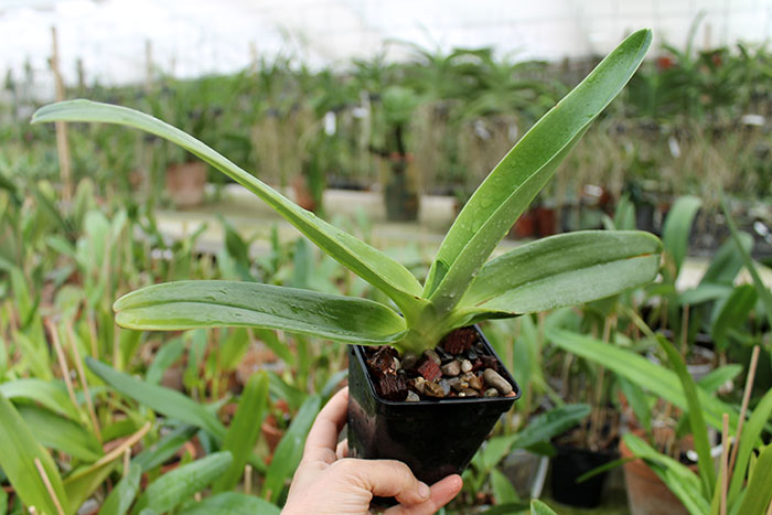 Paphiopedilum Shin-Yi Lady x Michael Koopowitz.jpg