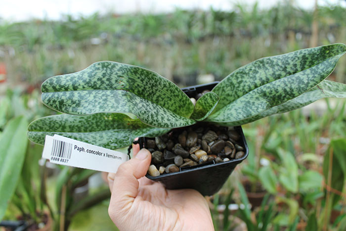 Paphiopedilum concolor x liemianum.jpg