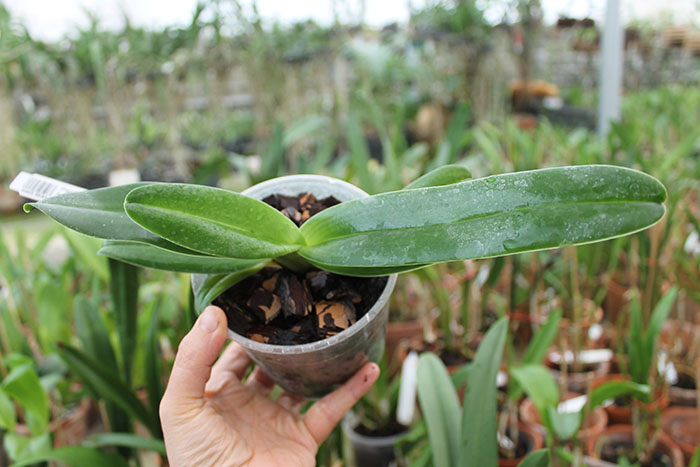 Paphiopedilum Michael Koopowitz x hangianum.jpg