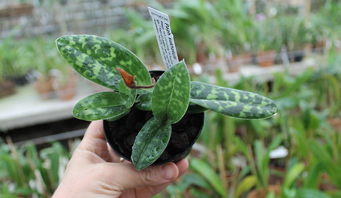 Paphiopedilum sukhakulii.jpg